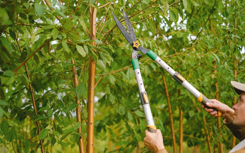 Tree trimming in Hunter, NY